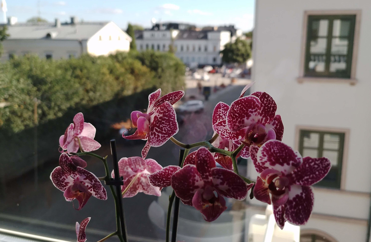 Orkidéer i fönster